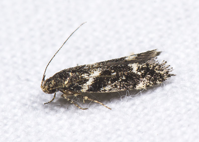 Gelechiidae